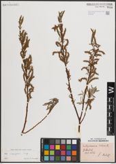 Foto von Salix eleagnos Scop.